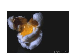 How popcorn pops? gif